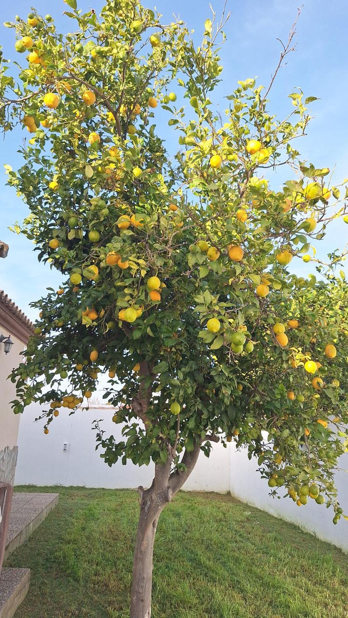 Tu Limonero *